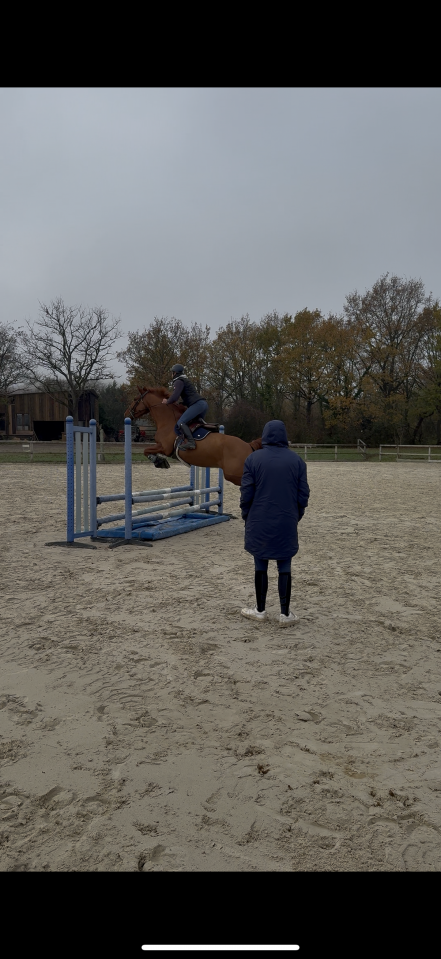 Jeune cheval de sport 