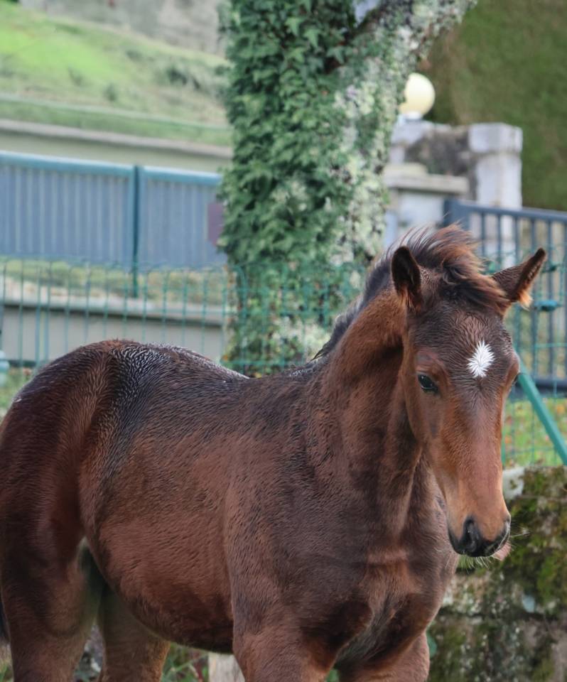 Poulain Z (foal)