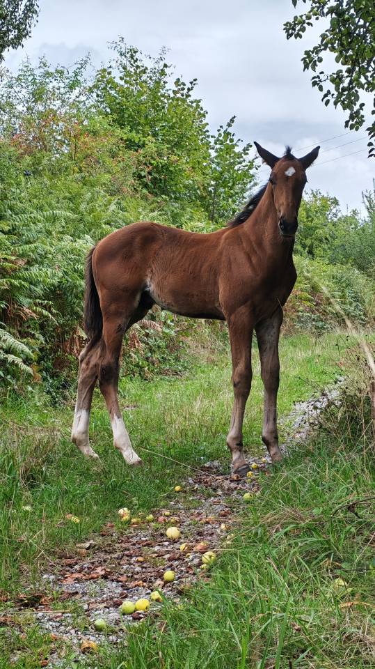 Poulain Z (foal)