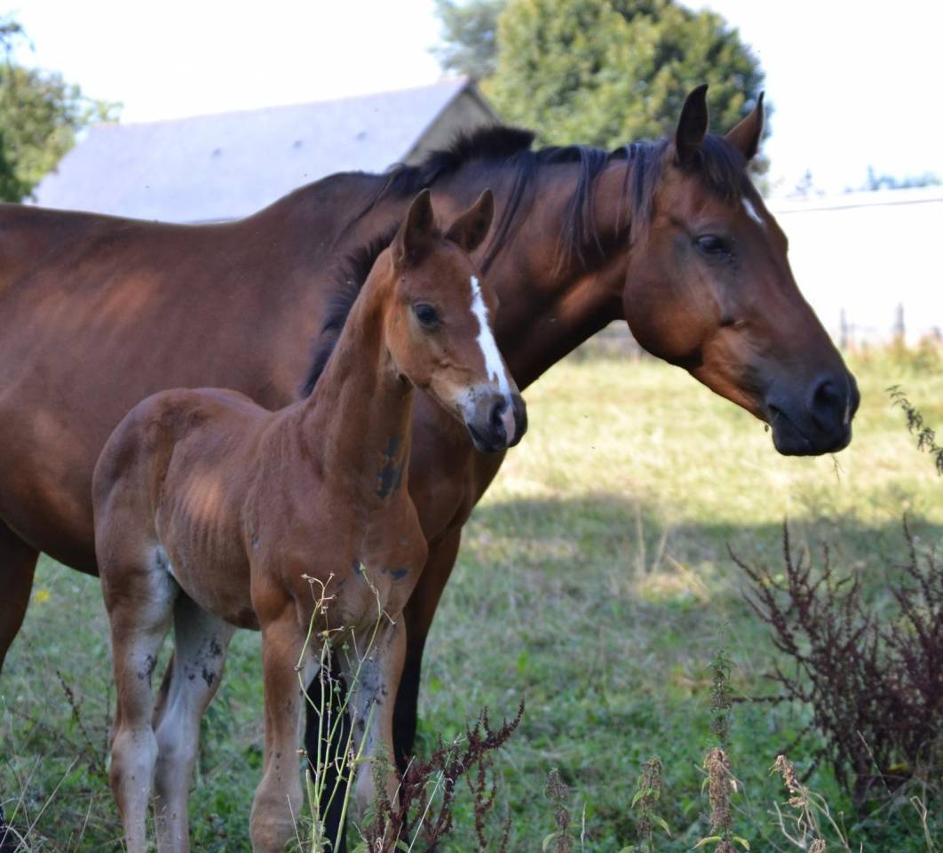 Foal mâle sf par Halifax