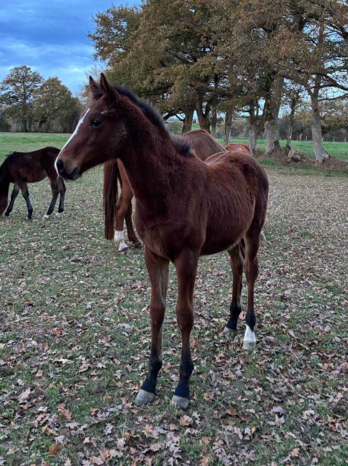 Foal mâle sf par Halifax
