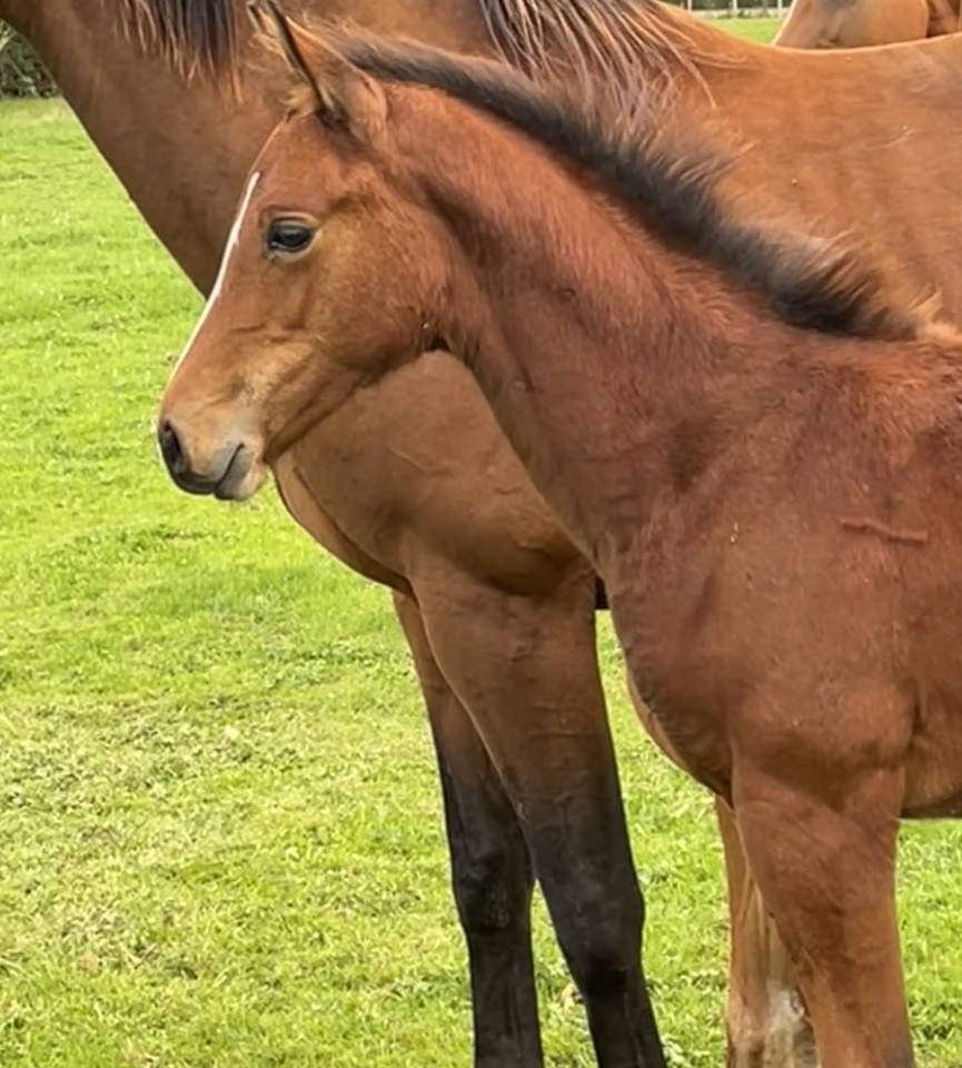 Foal mâle sf par Halifax