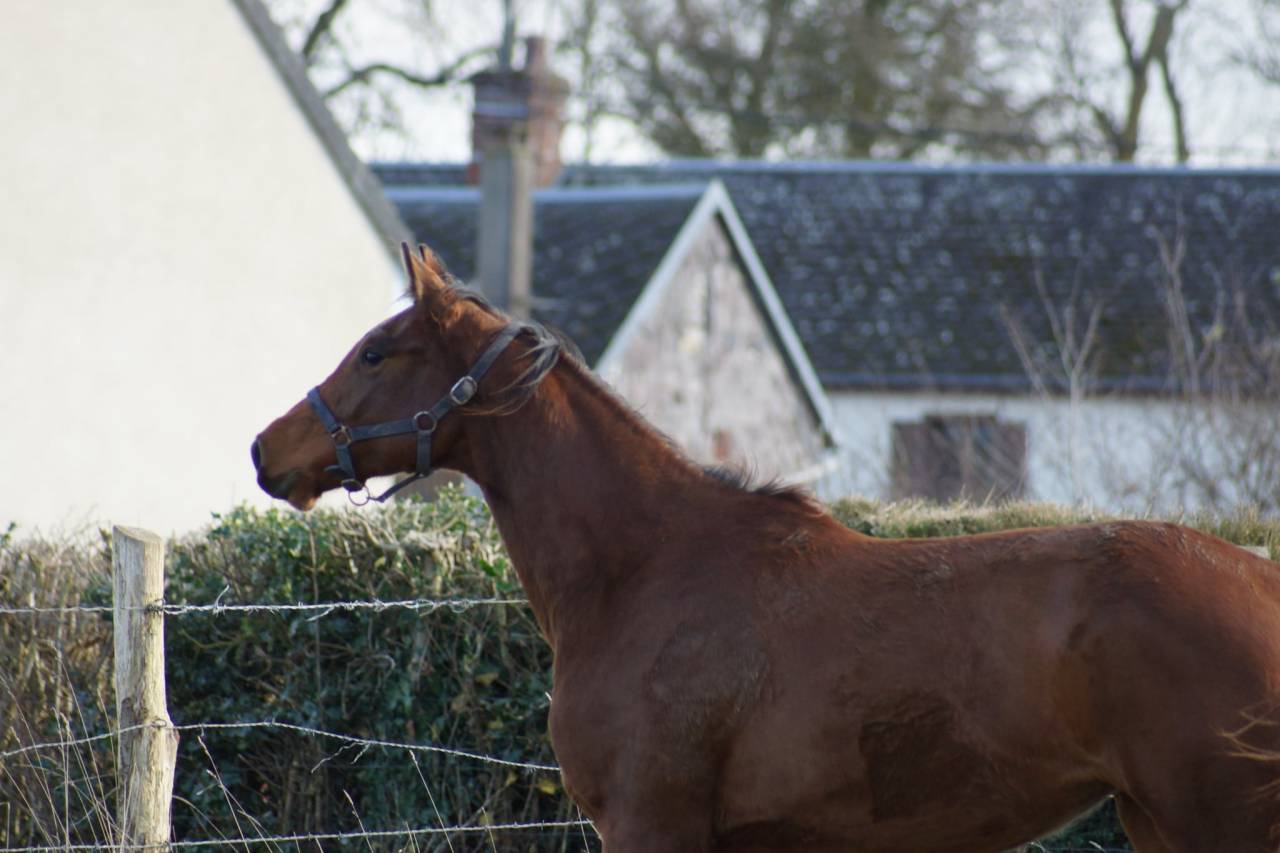 Jument Selle Français par Cooper- Diamant 