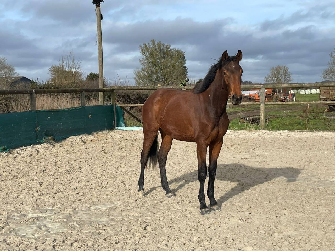Jument Selle Fran&ccedil;ais par Cooper- Diamant 