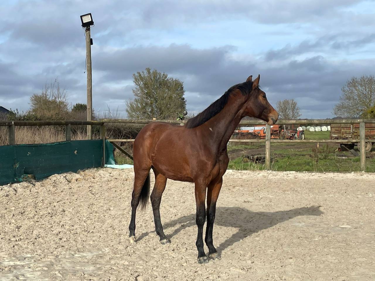 Jument Selle Fran&ccedil;ais par Cooper- Diamant 