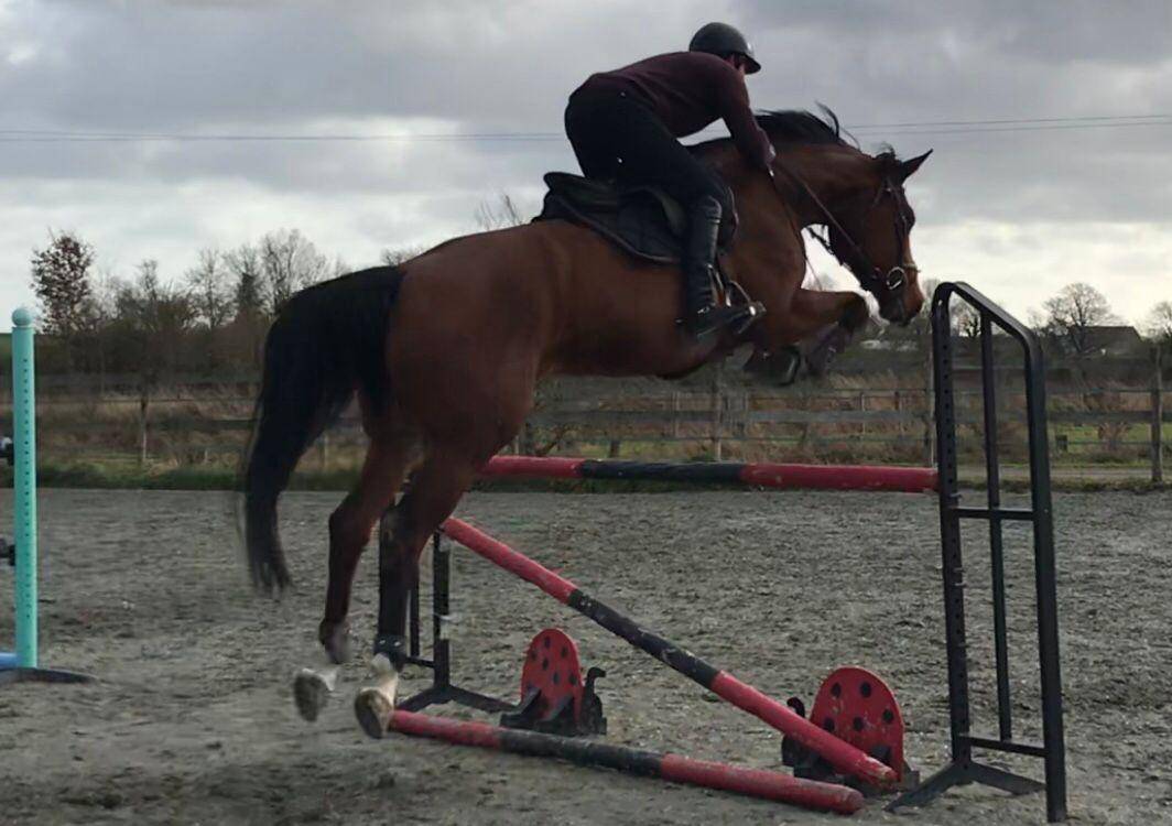 Jument selle français -Ellay chic 