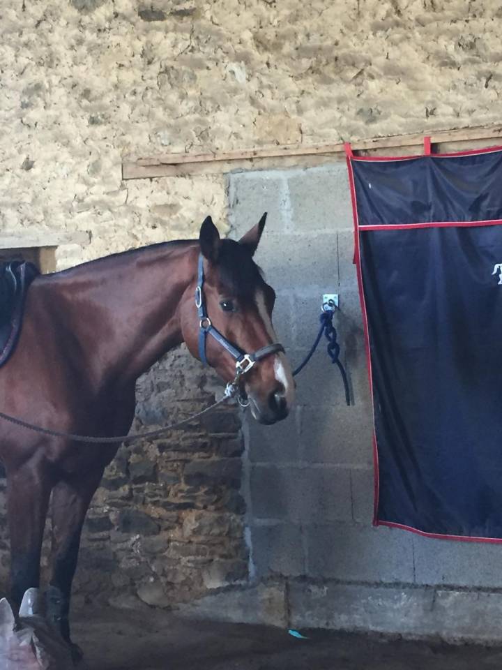 Jument selle français -Ellay chic 