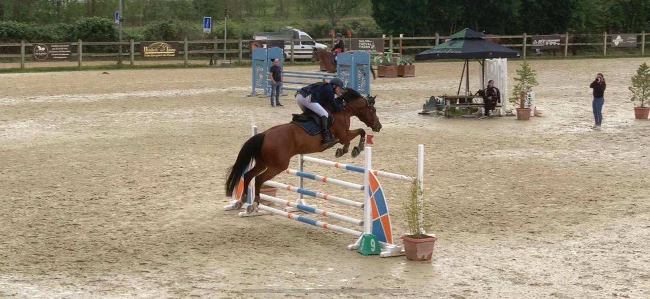 Jument selle français -Ellay chic 