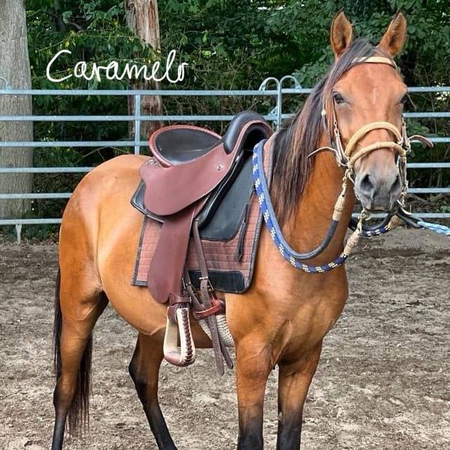 Vends cheval de race Paso Fino