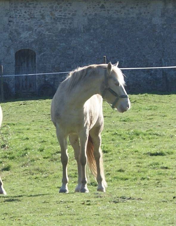 Entier PFS crème à louer pour saillies 2026
