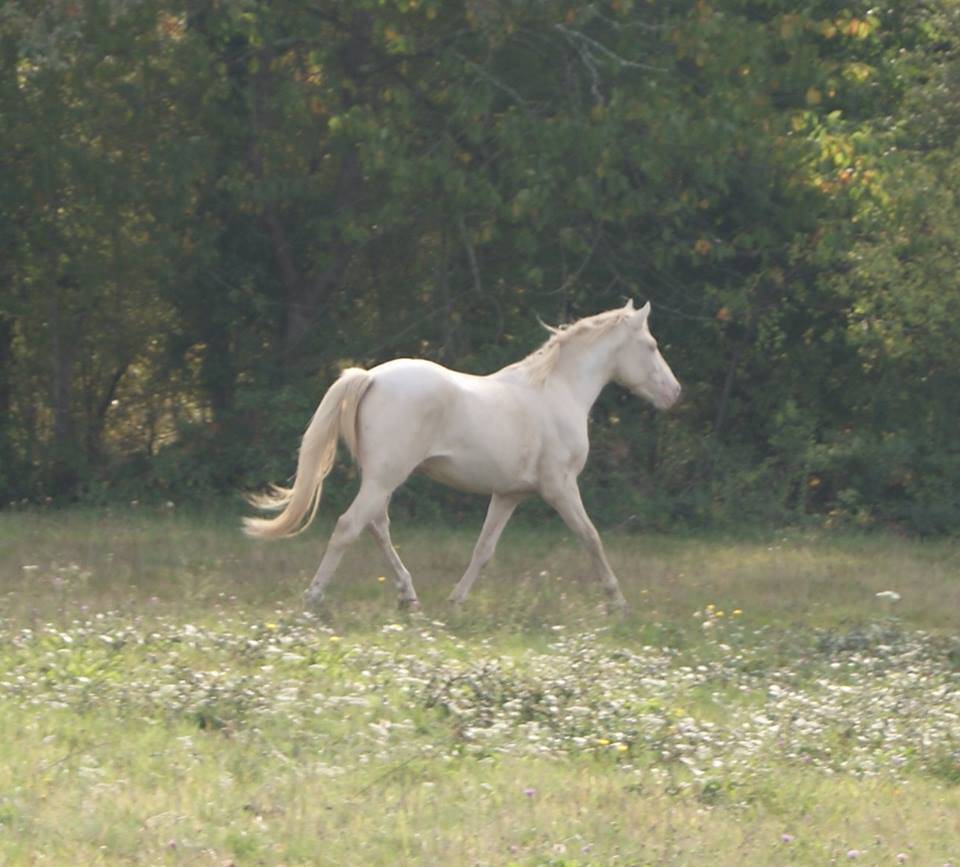 Entier PFS crème à louer pour saillies 2026