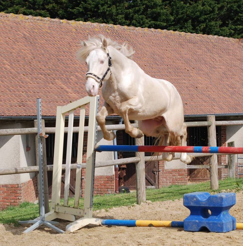 Entier PFS crème à louer pour saillies 2026