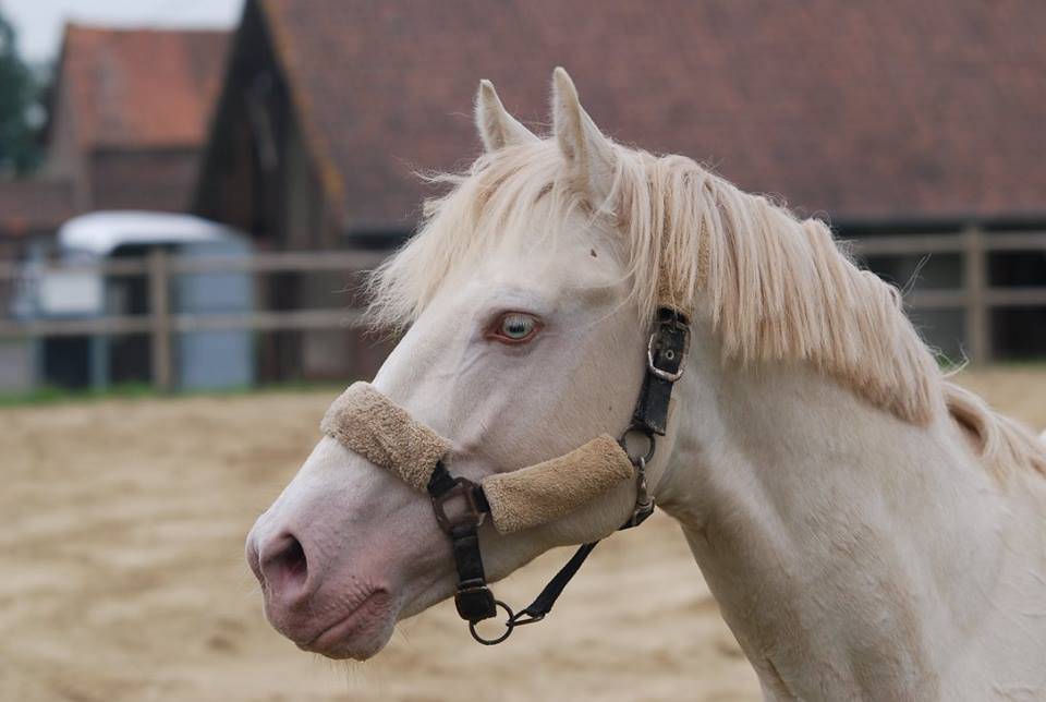 Entier PFS crème à louer pour saillies 2026