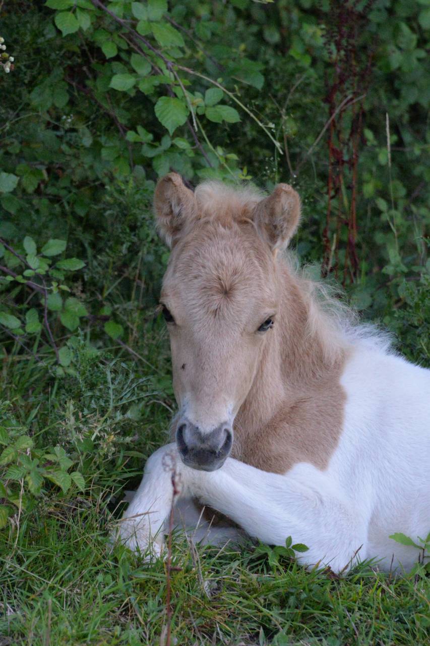 Mâle Shetland PP 2025