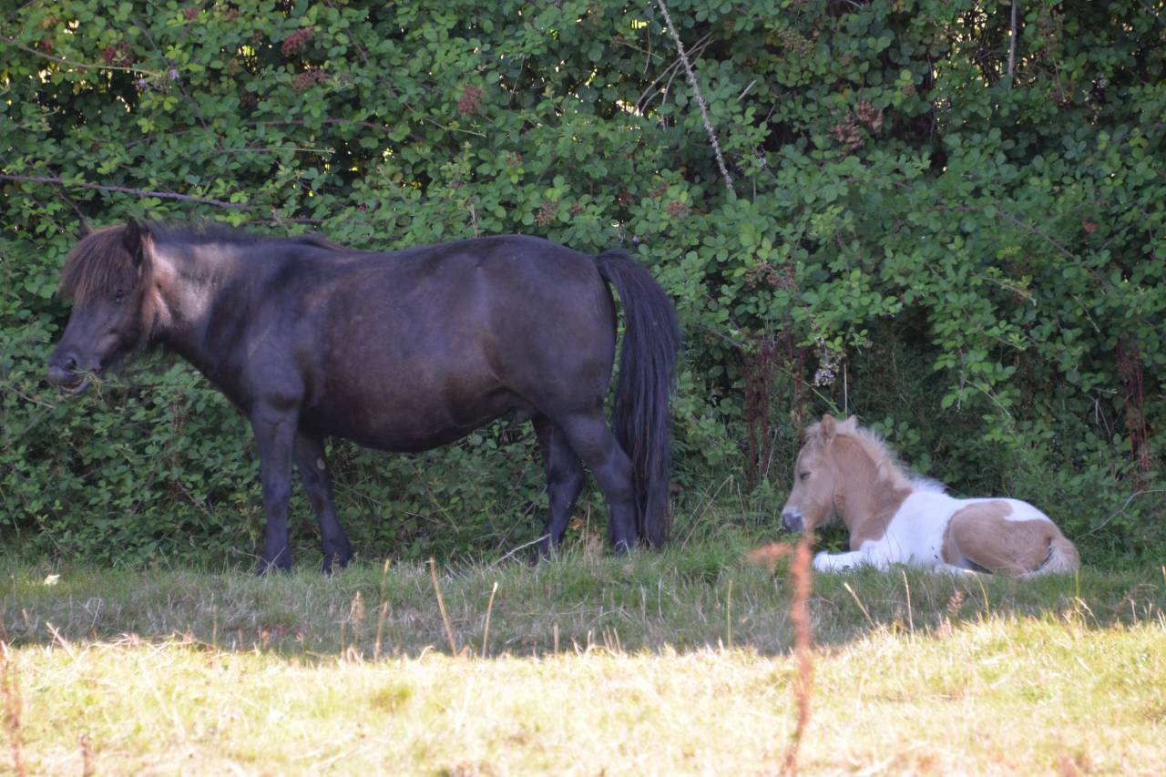 Mâle Shetland PP 2025