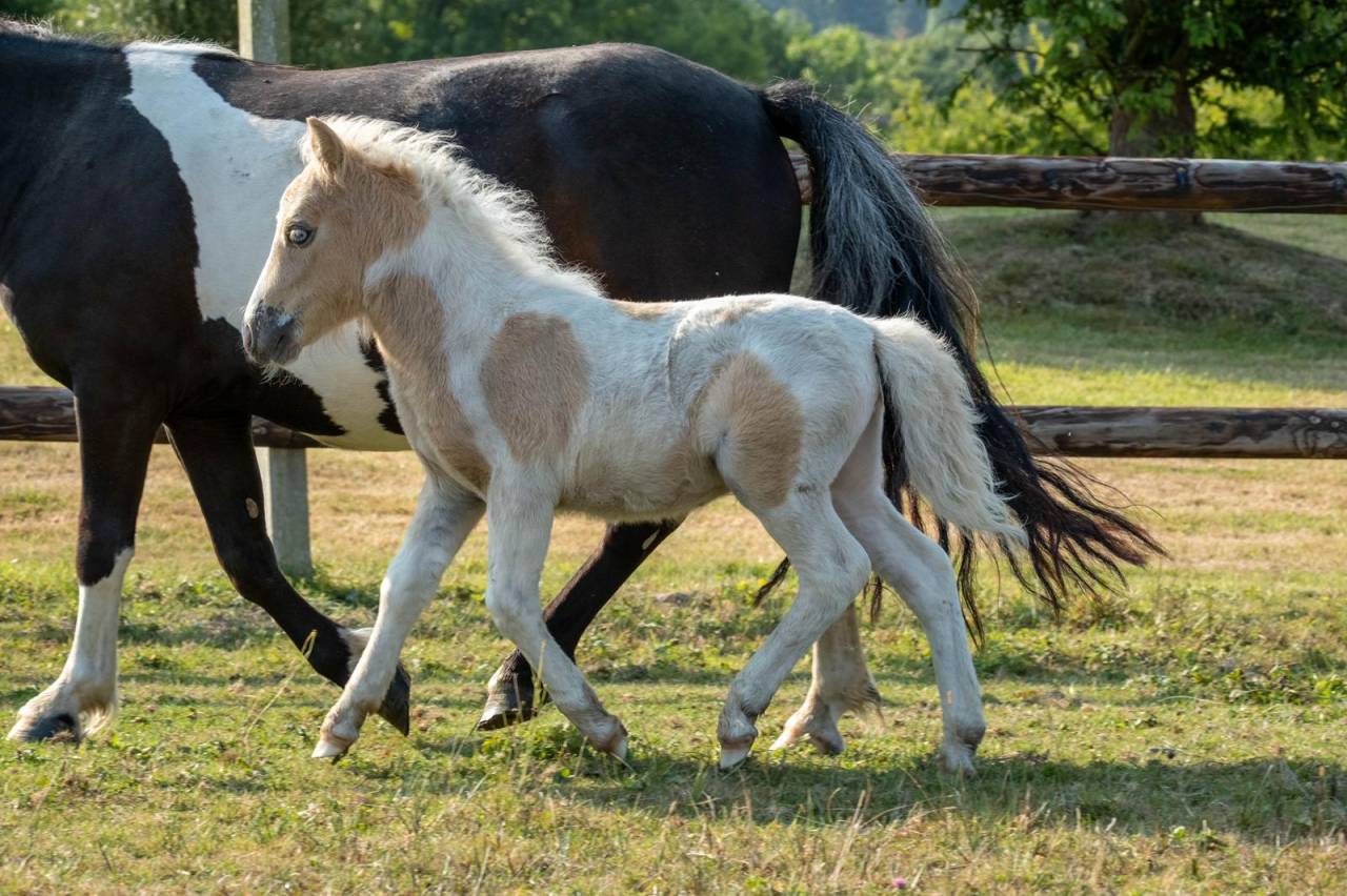 Poulain mâle de l'année 