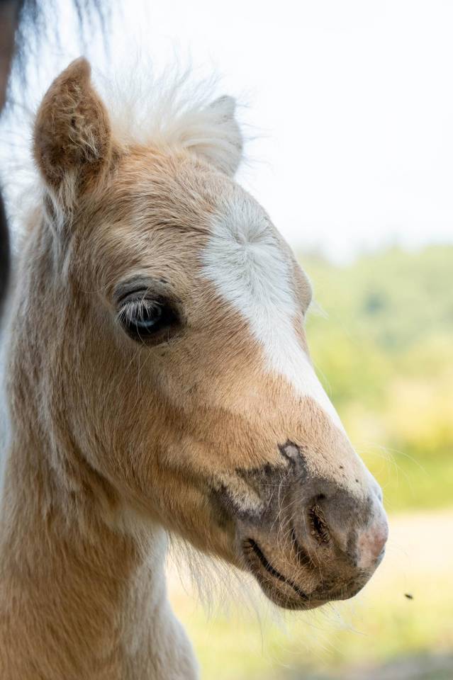 Poulain mâle de l'année 