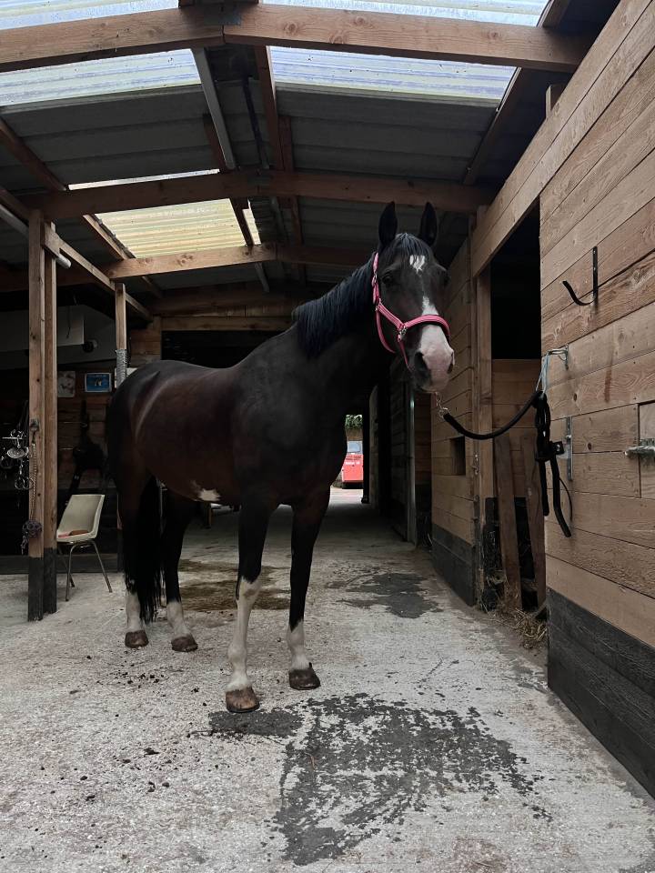 Top gentille jument pour cso, petite amateur ou club