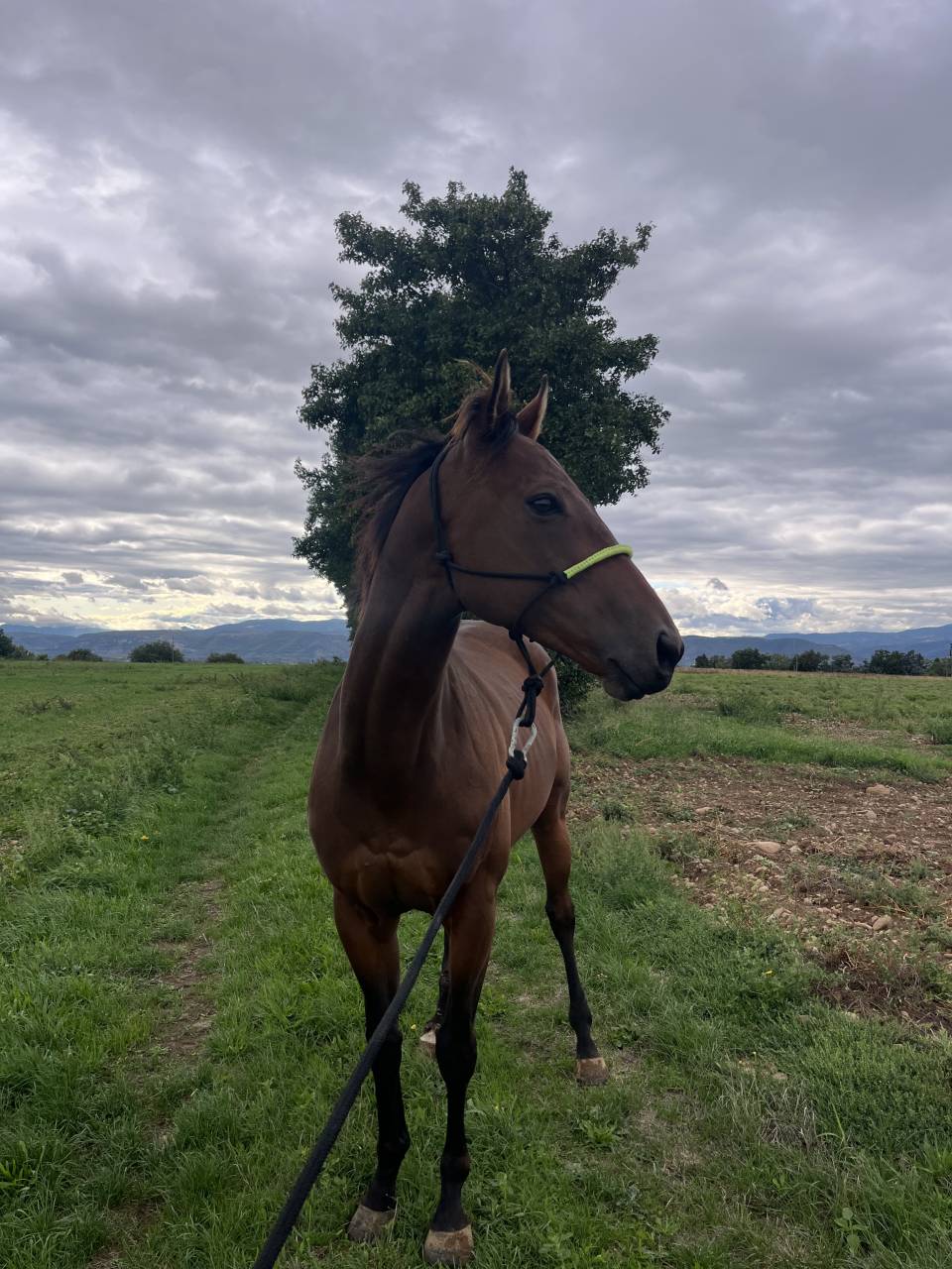  Pur-sang de 6 ans à remettre tranquillement au travail