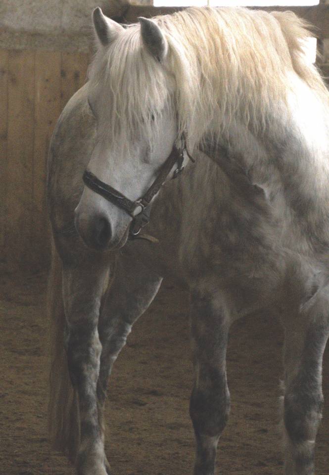 Belle opportunité pour élevage, sport ou show