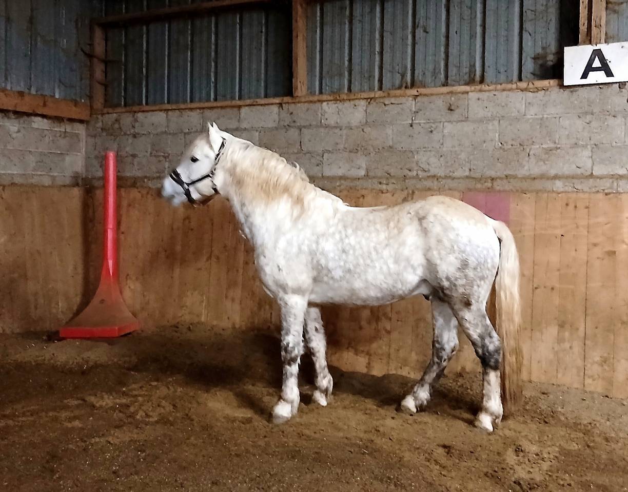 Belle opportunité pour élevage, sport ou show
