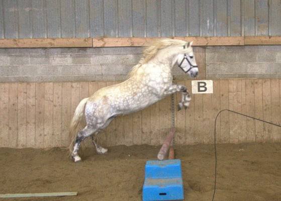 Belle opportunité pour élevage, sport ou show