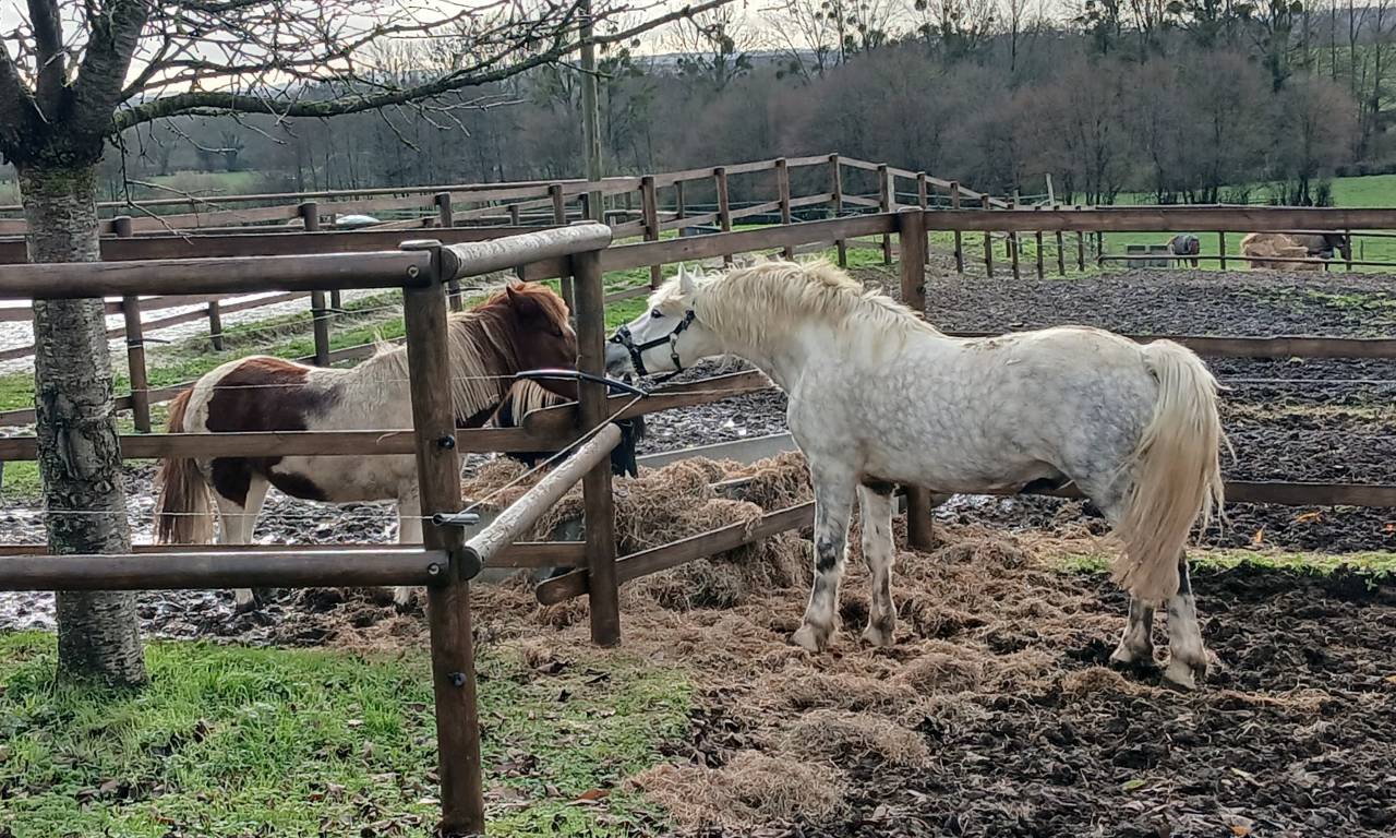 Belle opportunité pour élevage, sport ou show
