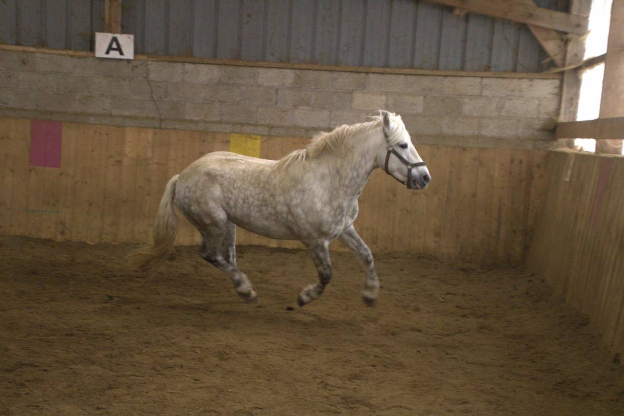 Belle opportunité pour élevage, sport ou show