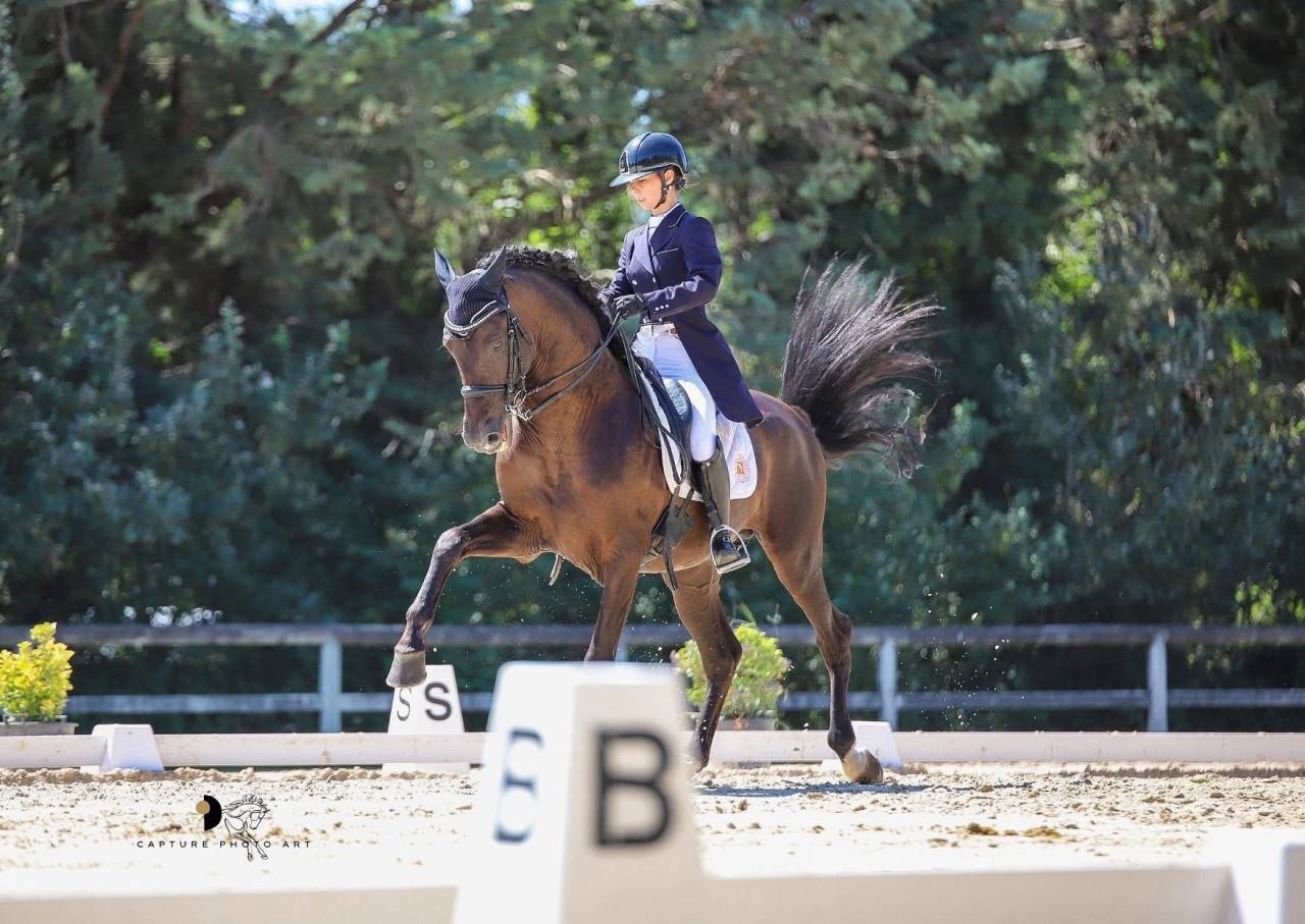 Kubata cheval de GRAND PRIX