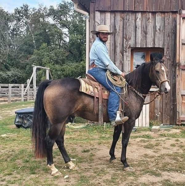 Hongre quarter horse PP