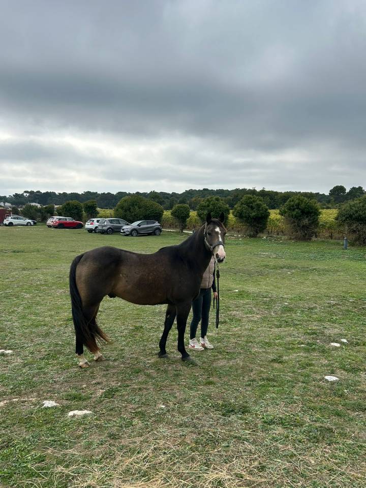 Hongre quarter horse PP