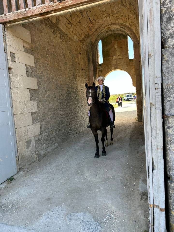 Hongre quarter horse PP