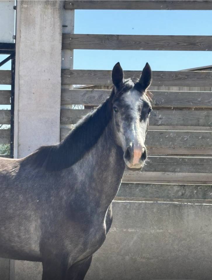 Jument 3 ans par Mylord Carthago pleine pour 2026 