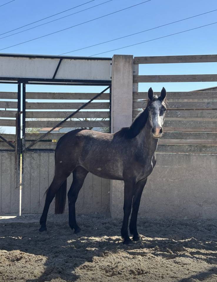 Jument 3 ans par Mylord Carthago pleine pour 2026 