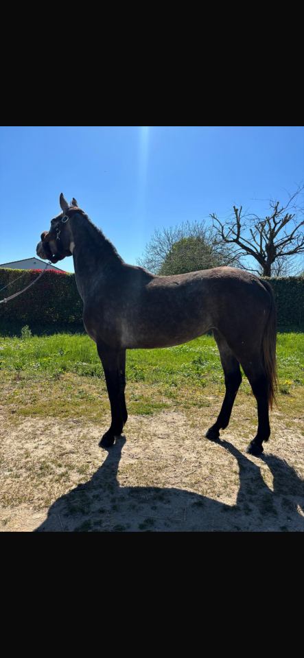 Jument 3 ans par Mylord Carthago pleine pour 2026 