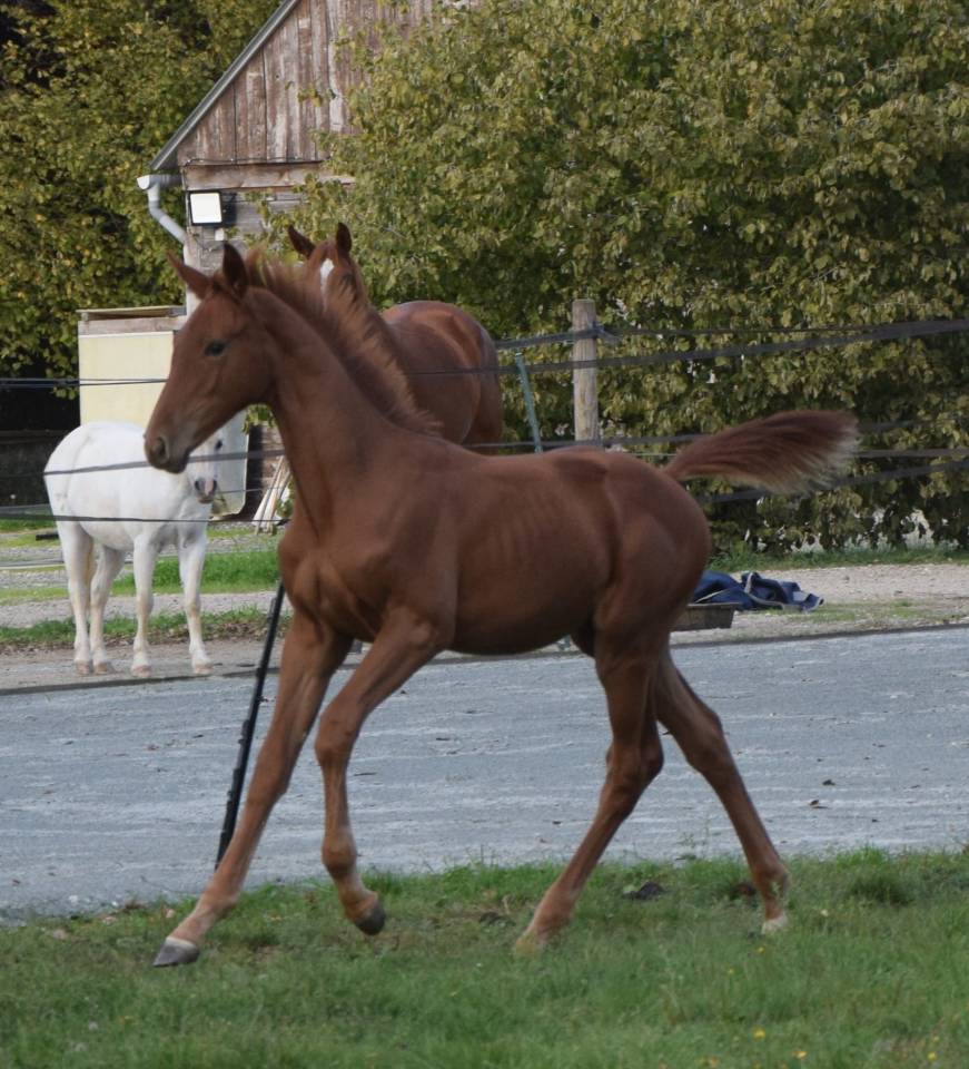 Poulain d'avenir de 2025 cso mâle (Highway x Cicero)
