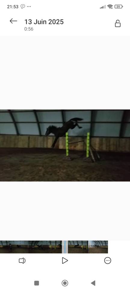 Poulain d'avenir de 2025 cso mâle (Highway x Cicero)