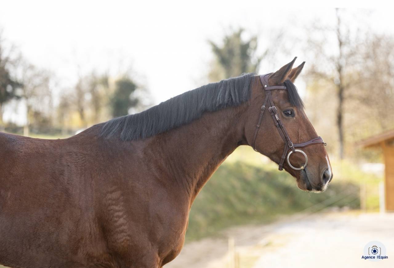 Hongre KWPN 6 ans 