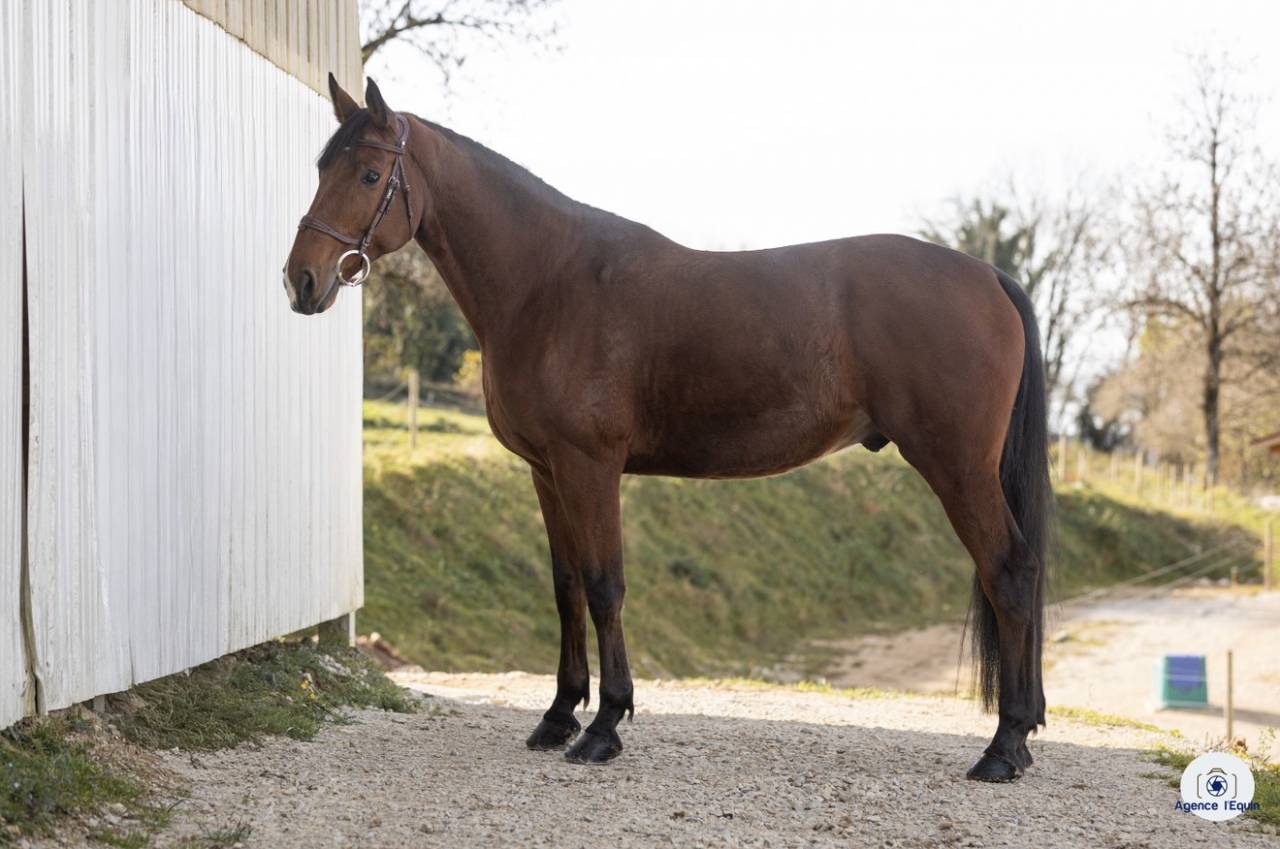 Hongre KWPN 6 ans 