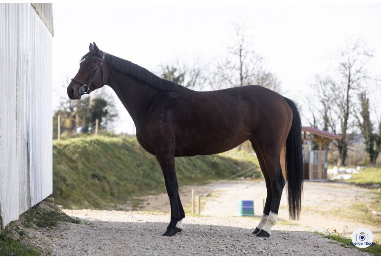 Jument KWPN 4 ans 