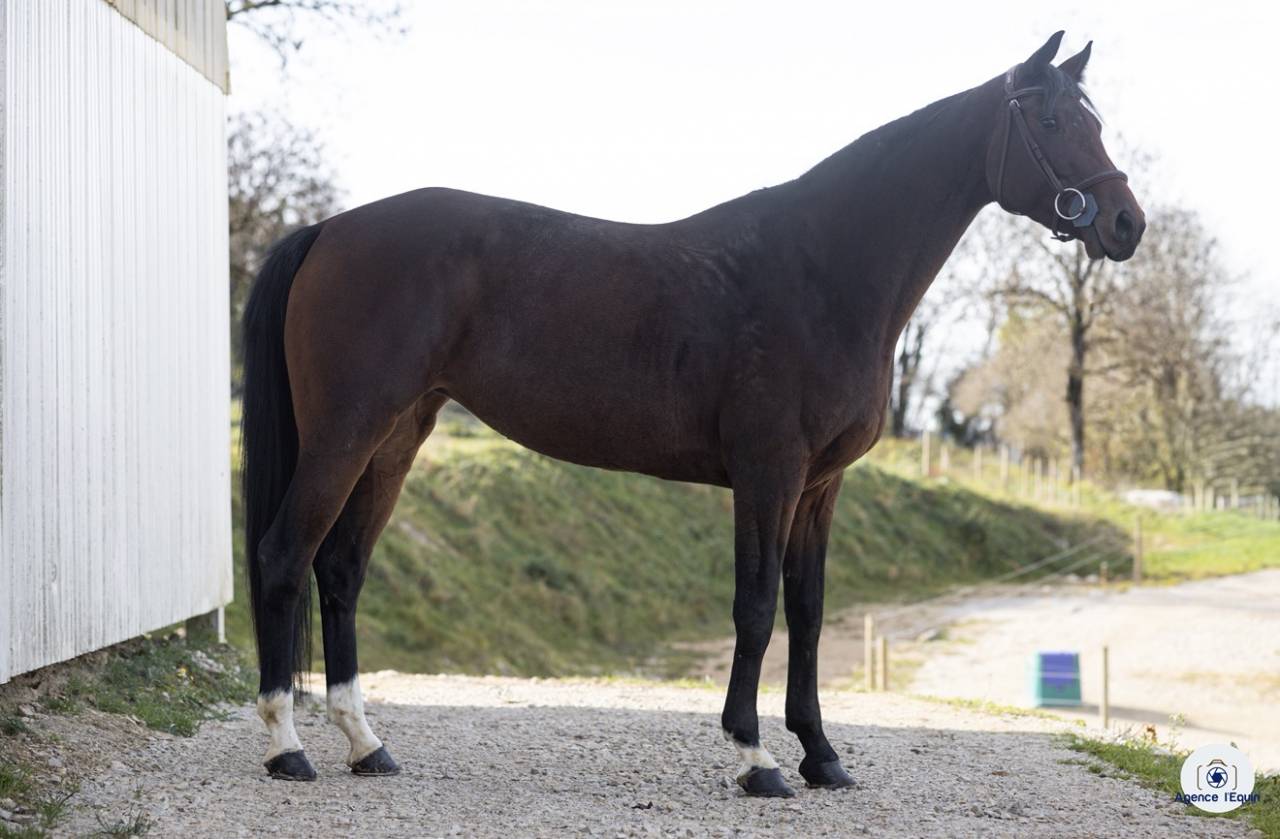 Jument KWPN 4 ans 