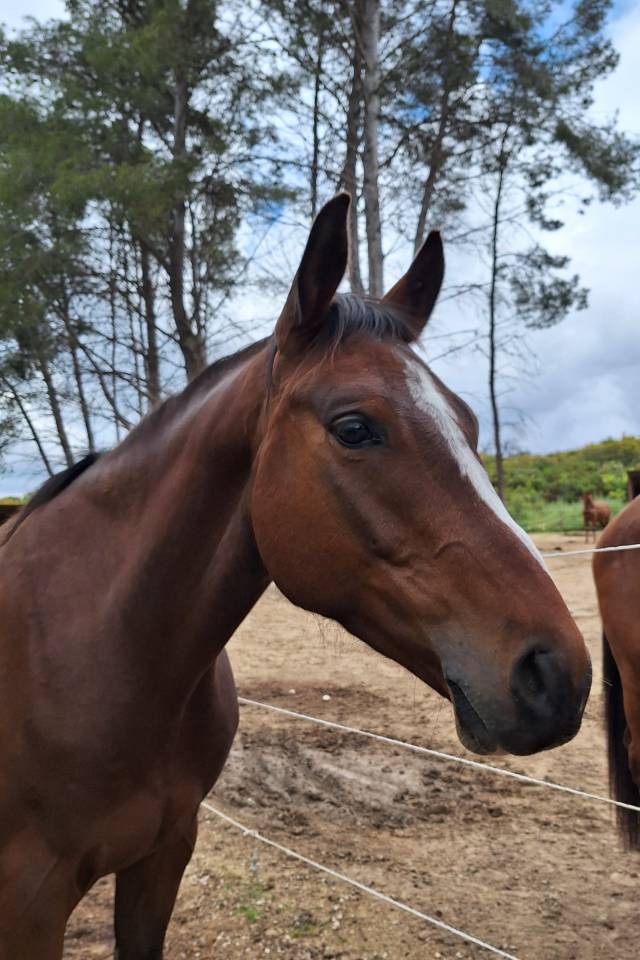 Cheval de sport  de 4 ans