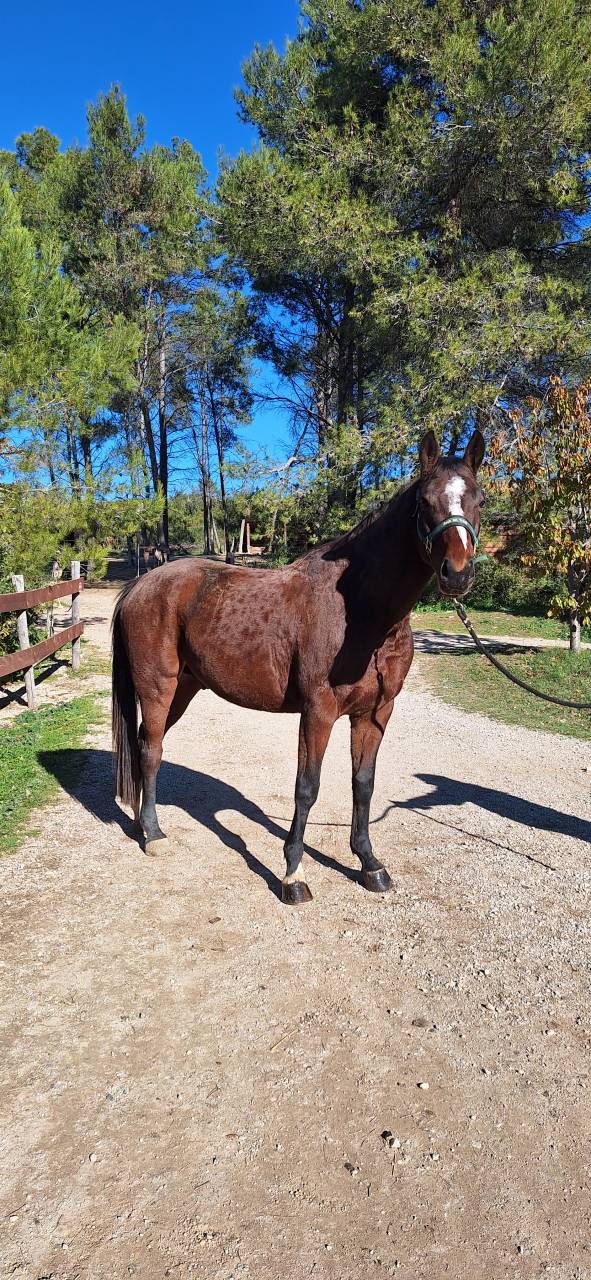 Cheval de sport  de 4 ans