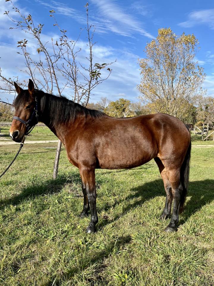 Jument, ONC type espagnol, 15 ans