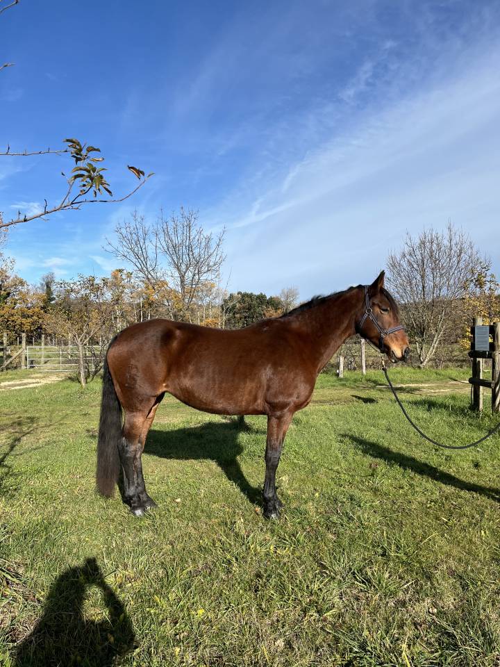 Jument, ONC type espagnol, 15 ans