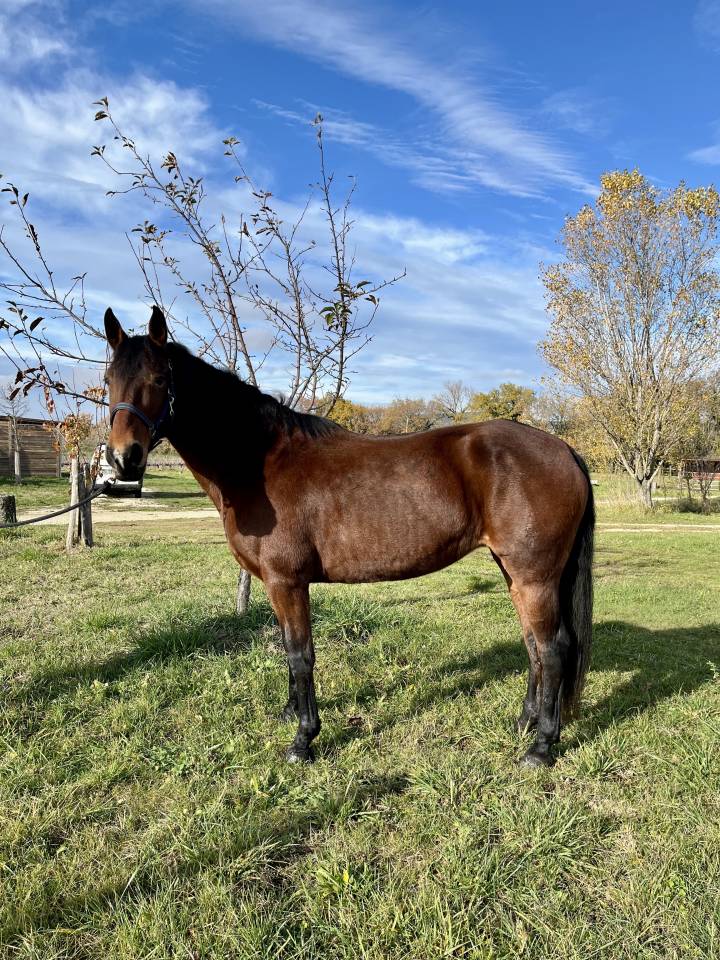 Jument, ONC type espagnol, 15 ans