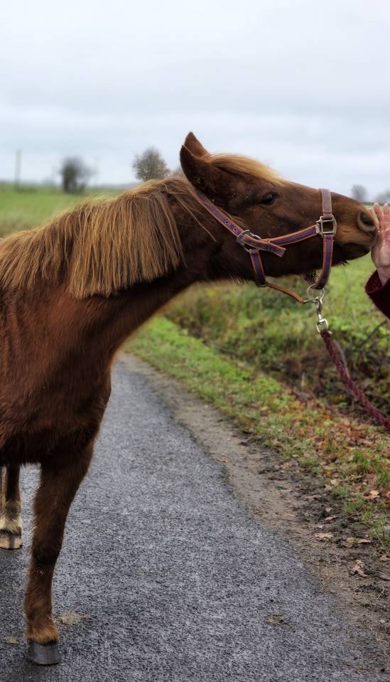 Ponette Francais de selle