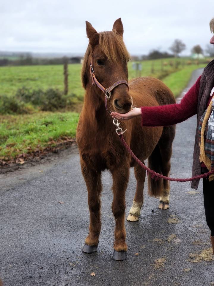 Ponette Francais de selle