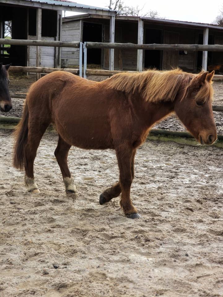 Ponette Francais de selle