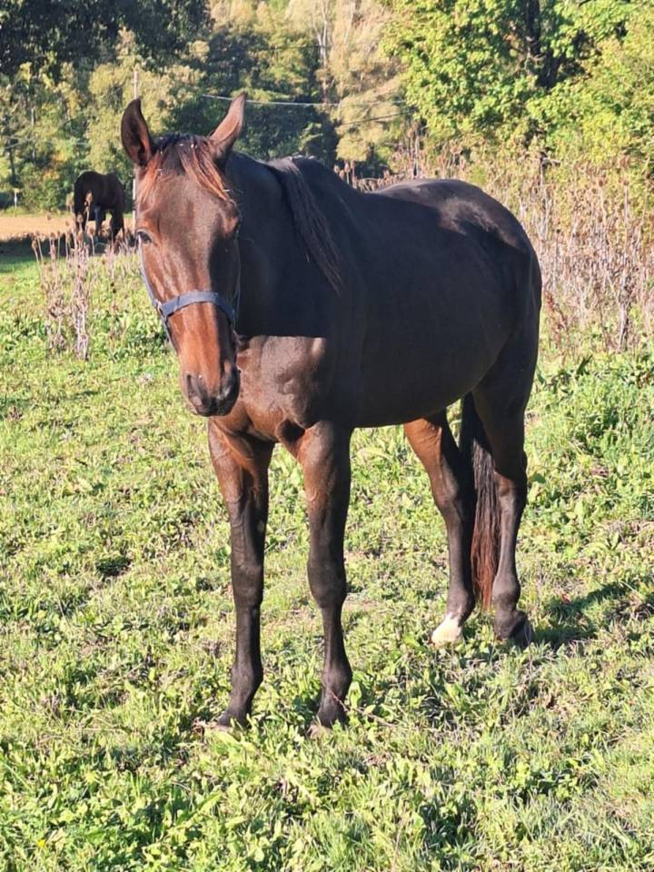 Hongre , trotteur 9 ans